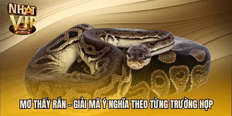 Mơ thấy rắn